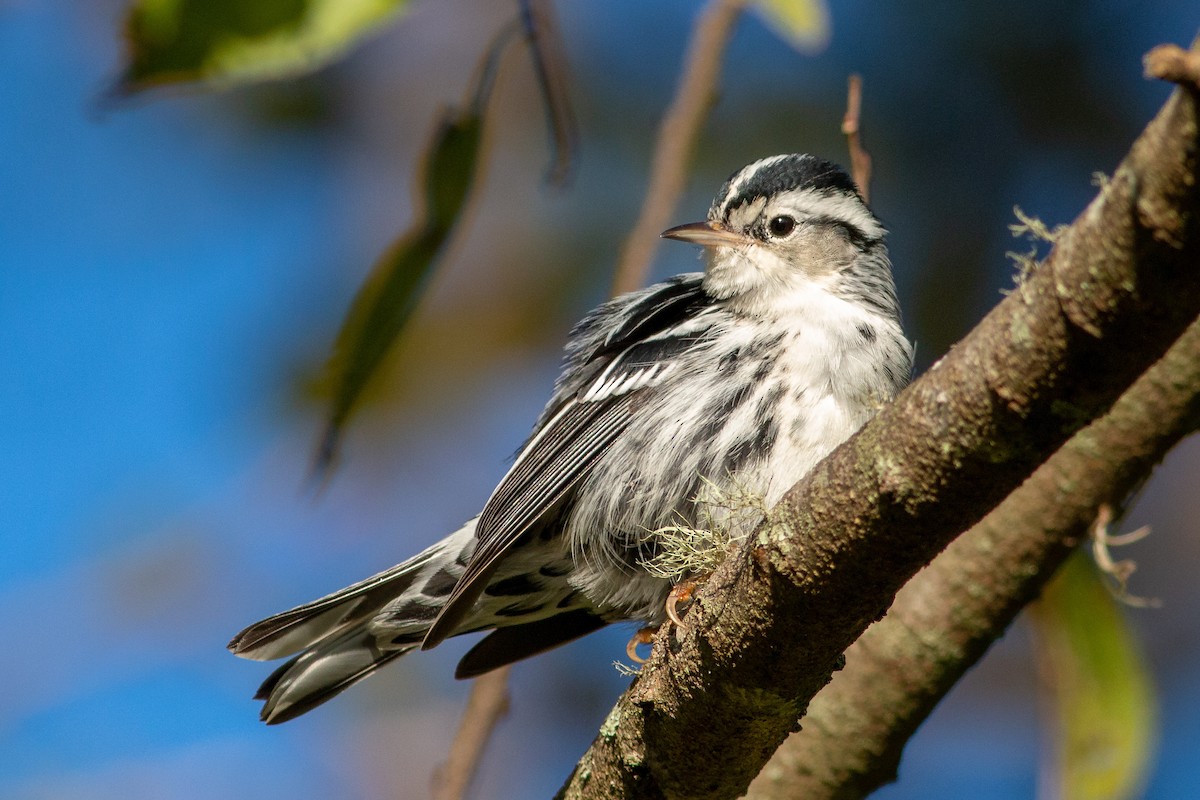 Black-and-white Warbler - ML123743271