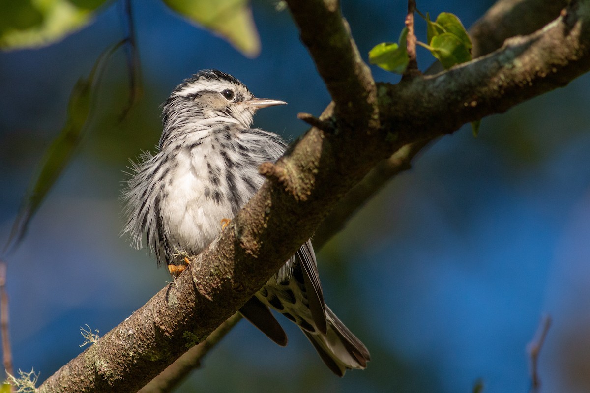 Black-and-white Warbler - Jeff O'Connell