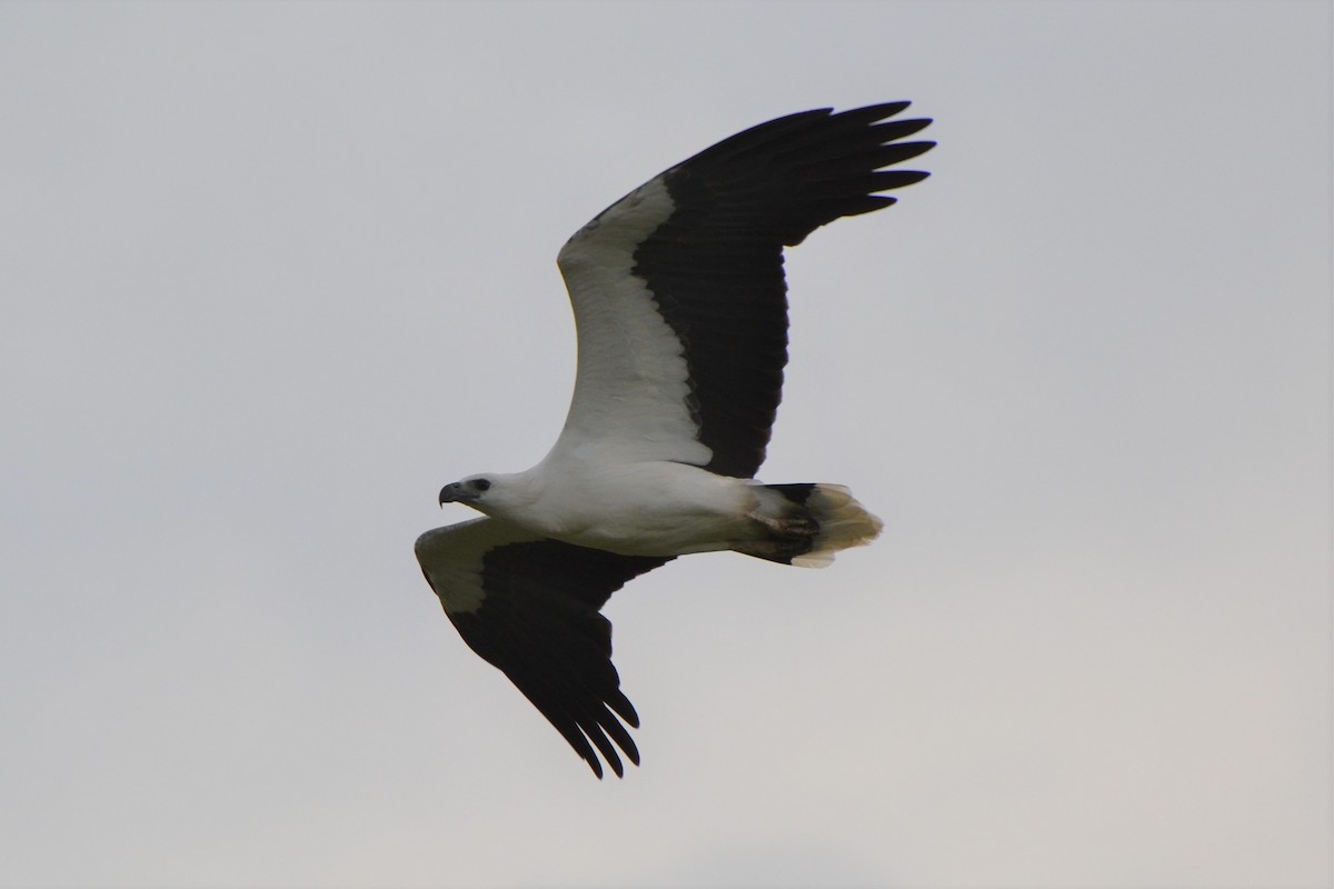 White-bellied Sea-Eagle - Ronald de Mol