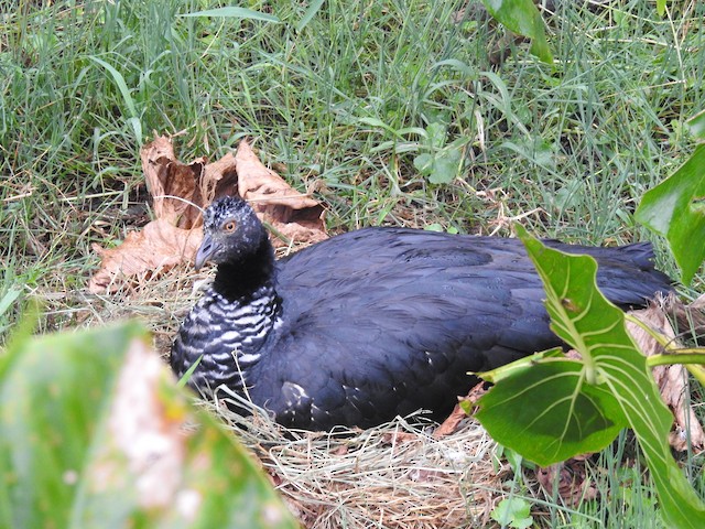 Adult sitting at nest. - Horned Screamer - 