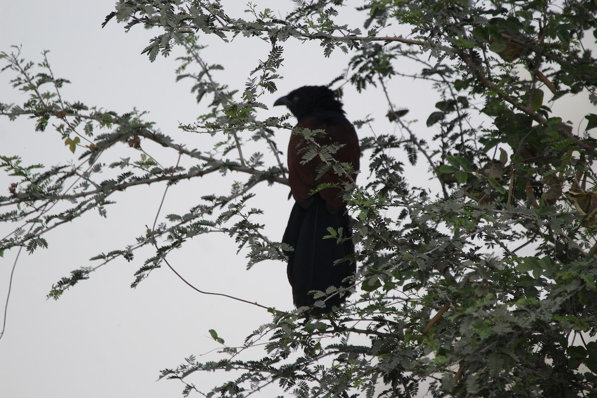 Greater Coucal - Vyom Vyas