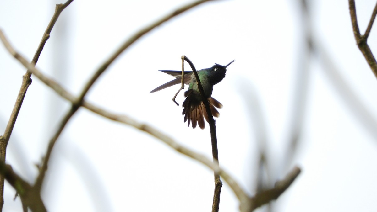 Violet-headed Hummingbird - Jorge Muñoz García   CAQUETA BIRDING