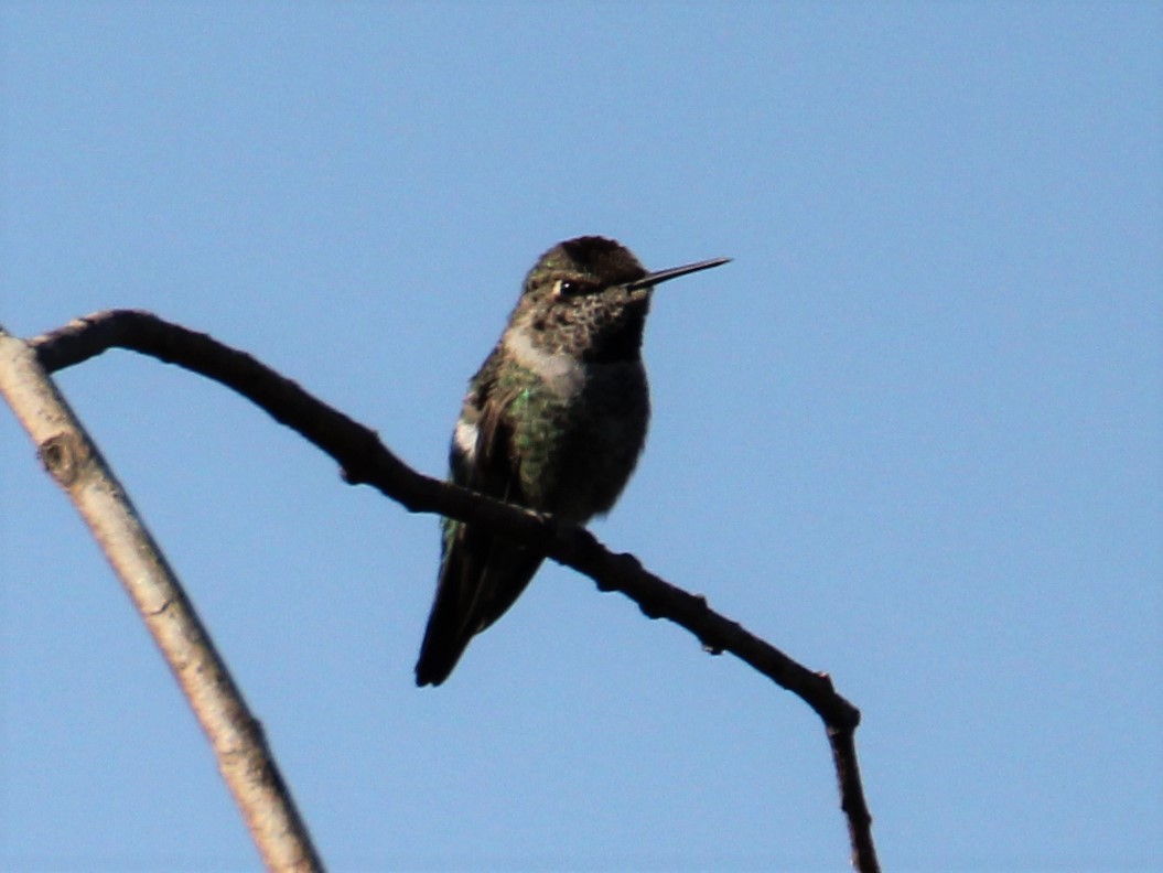 Anna's Hummingbird - ML123751431
