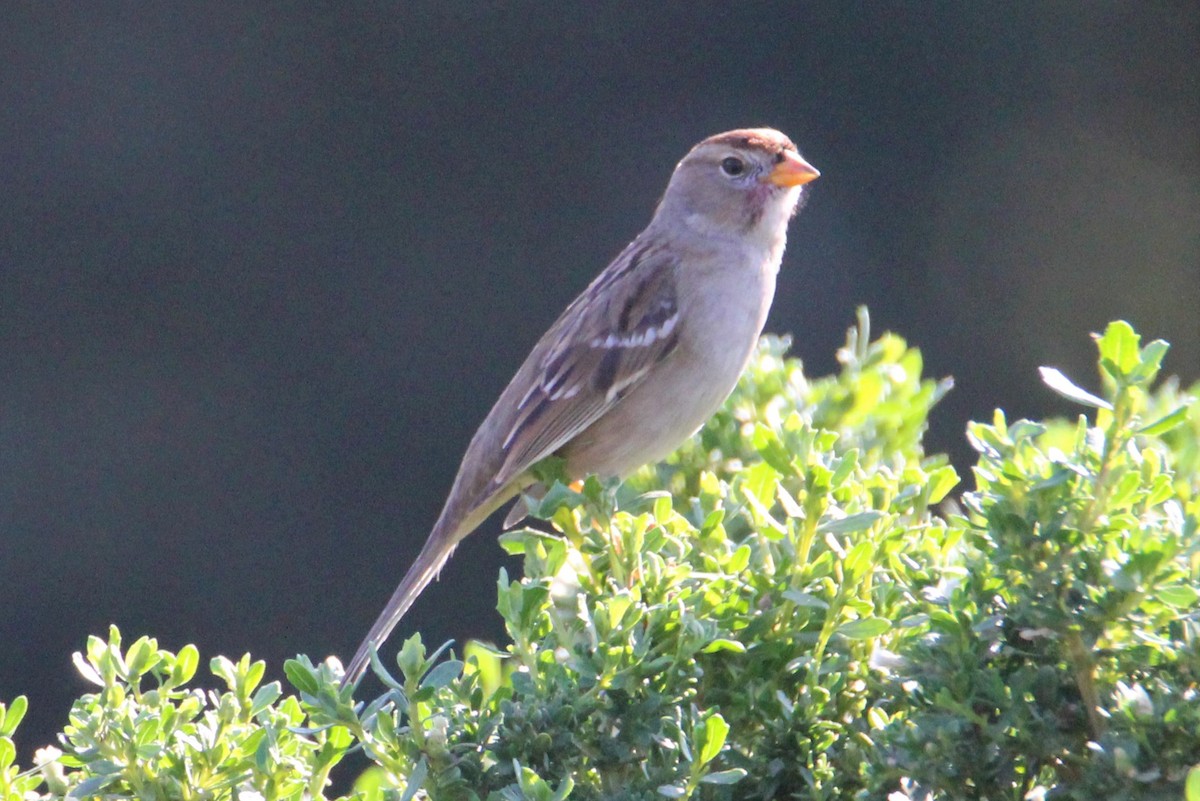White-crowned Sparrow (pugetensis) - Sandra Bear