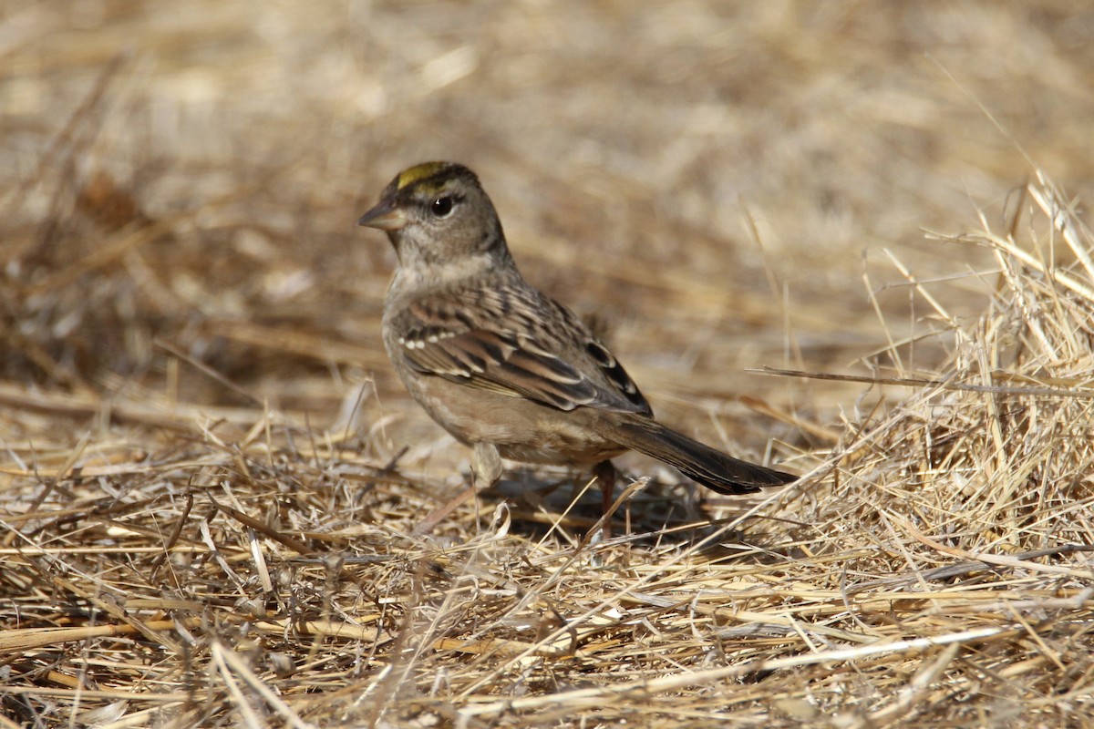 Golden-crowned Sparrow - ML123751621