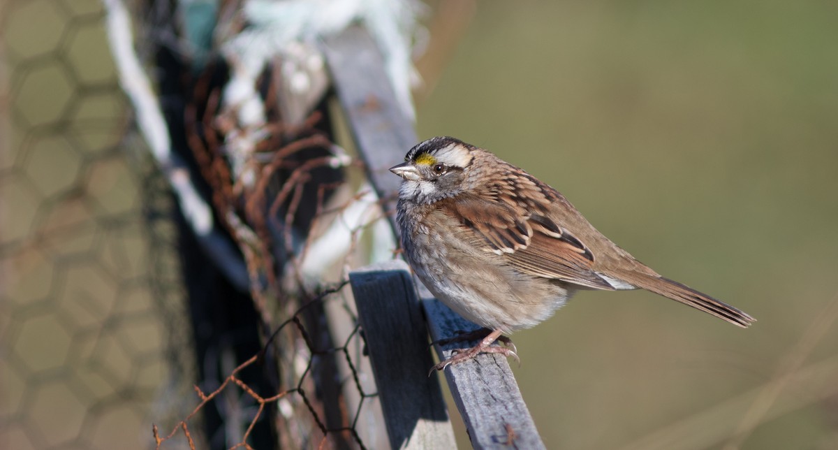 White-throated Sparrow - ML123752921