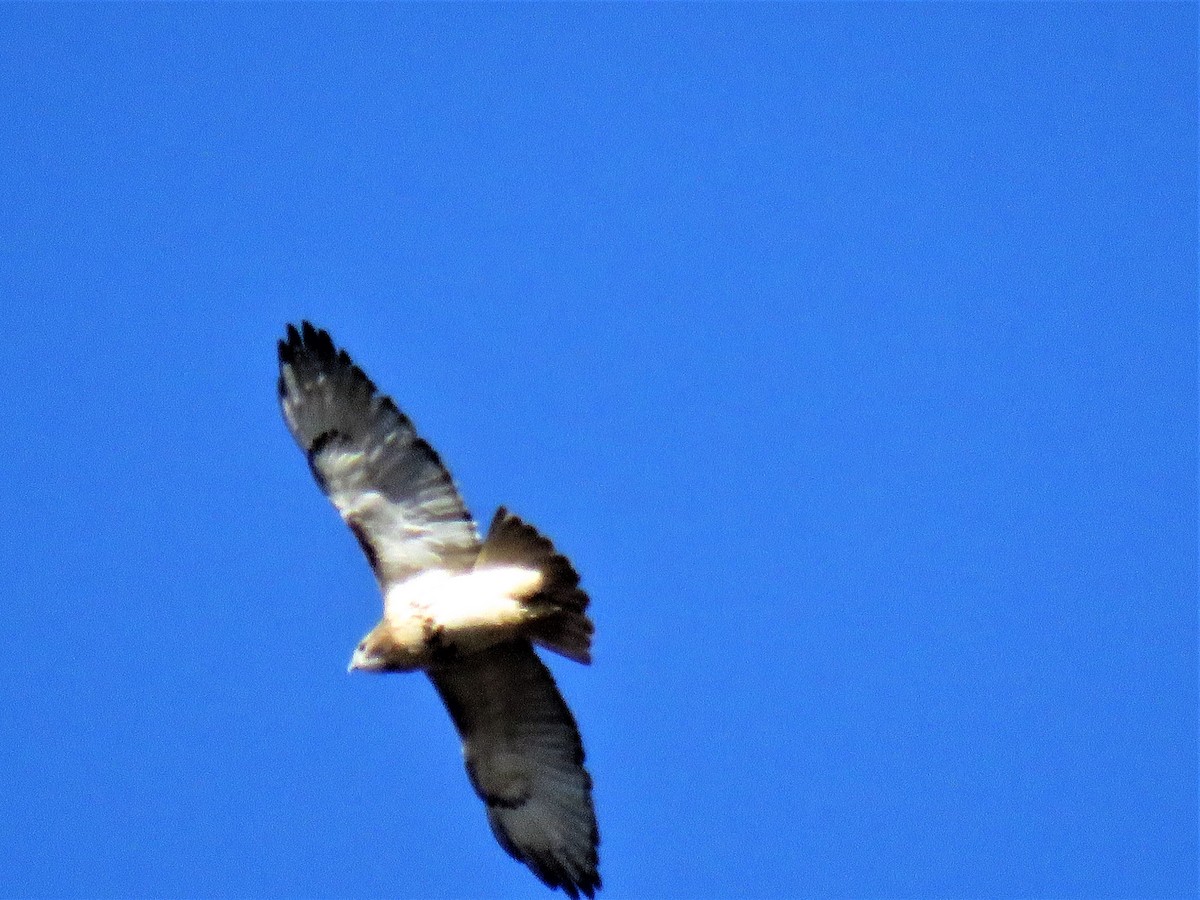 Red-tailed Hawk - ML123755381
