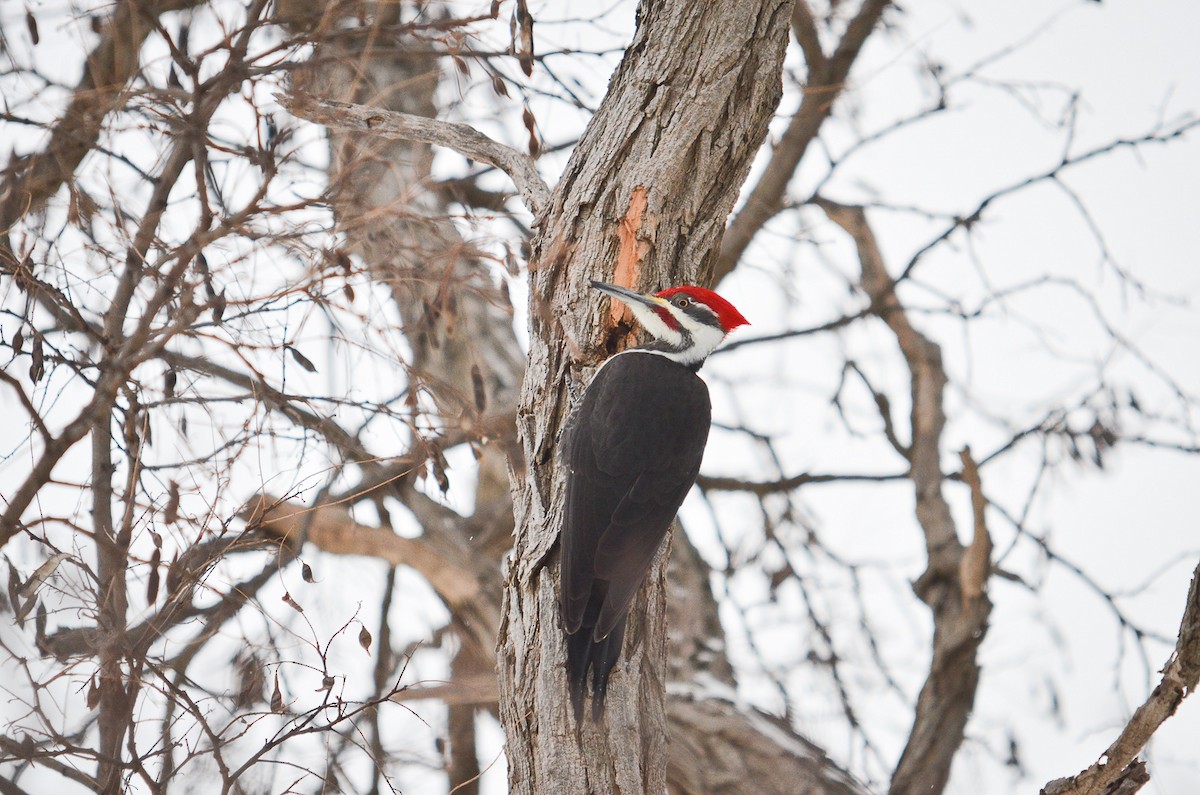 Pileated Woodpecker - Iain Rayner