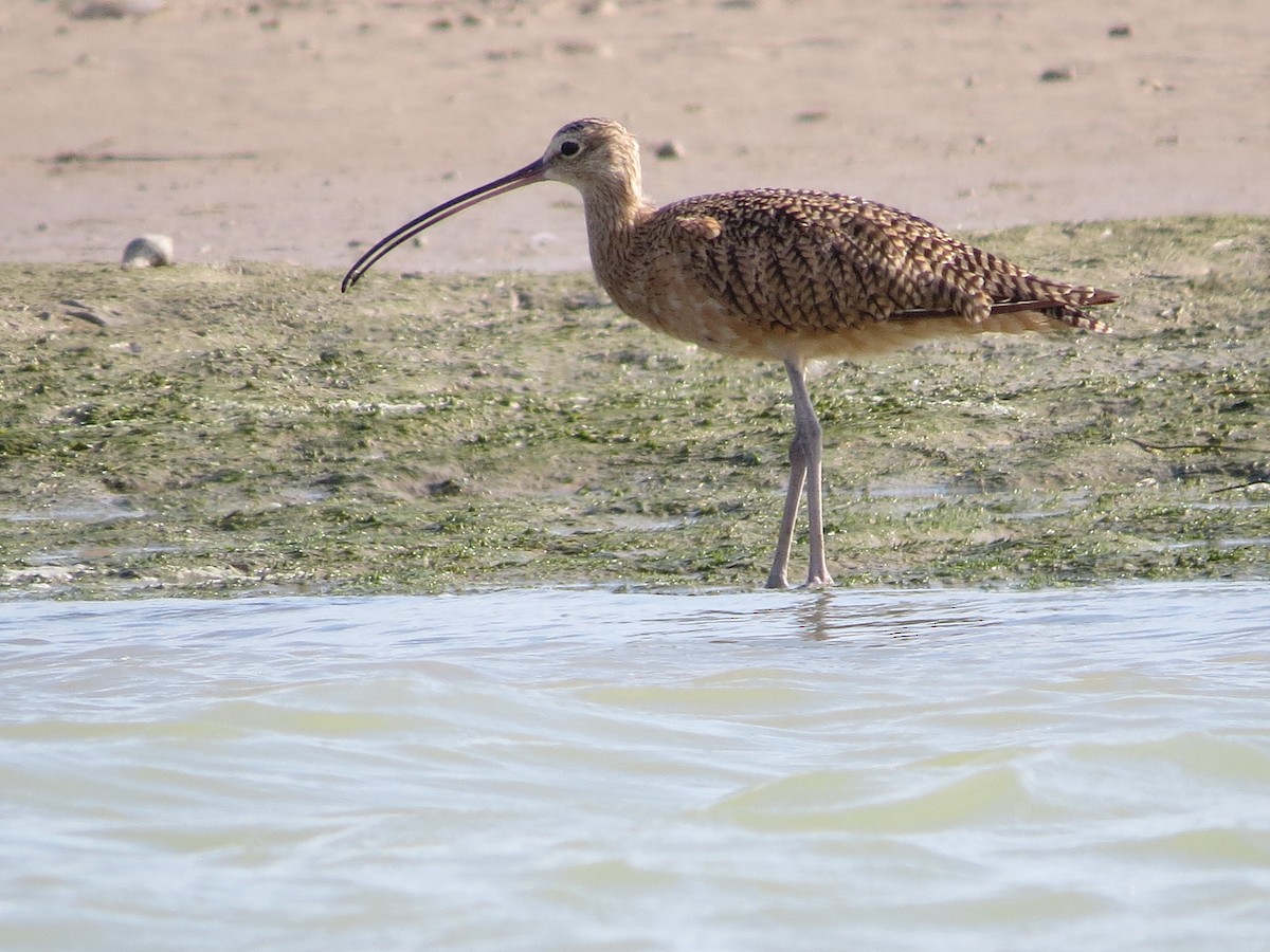 Long-billed Curlew - Andrew Cameron