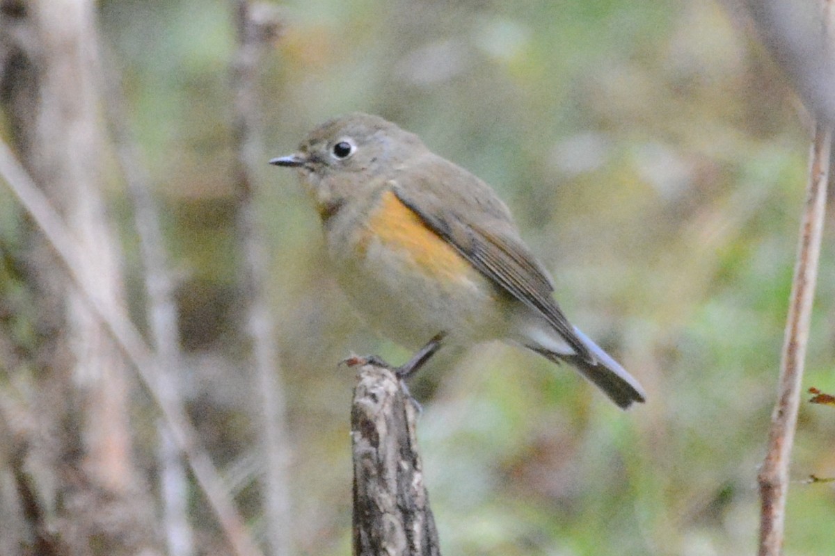 Red-flanked Bluetail - Cathy Pasterczyk