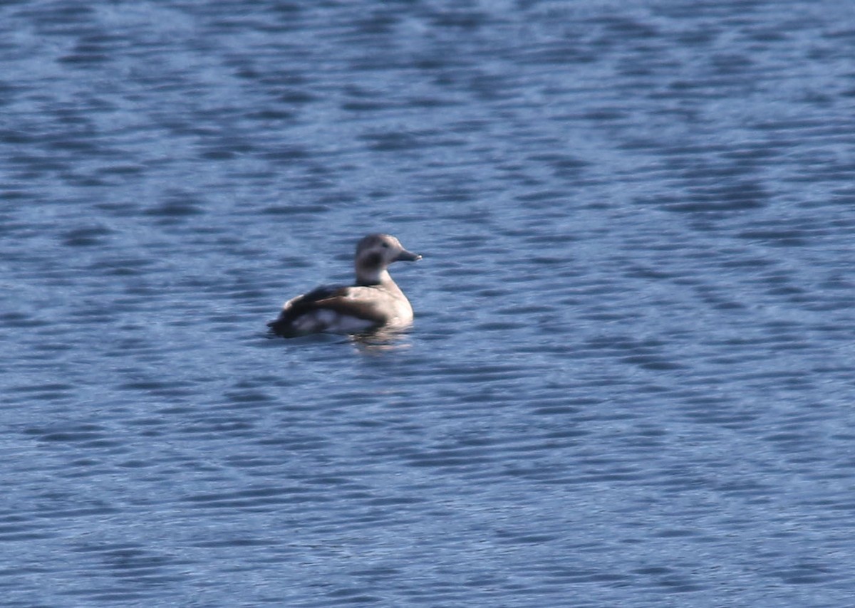 Long-tailed Duck - ML123761441