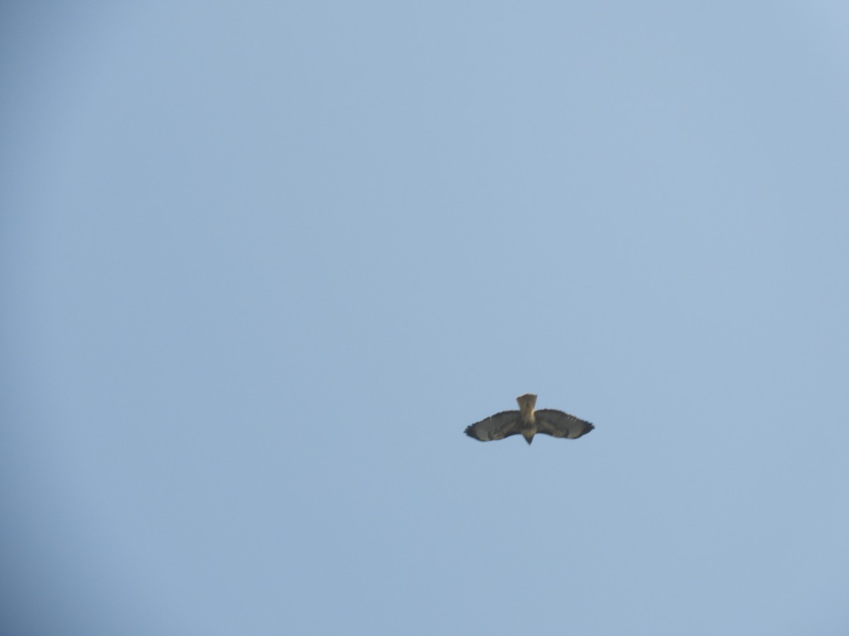 Red-tailed Hawk - ML123767651
