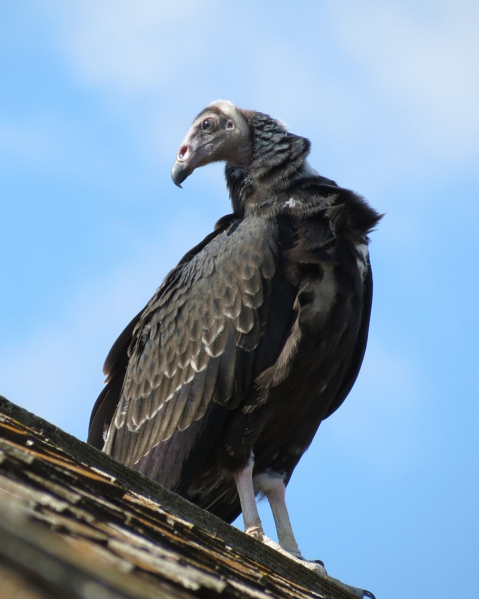 Turkey Vulture - Fran Kerbs