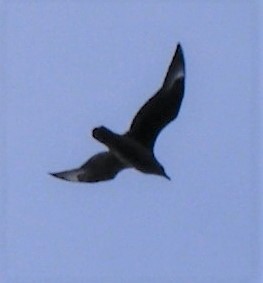 Great Skua - Alan Younger