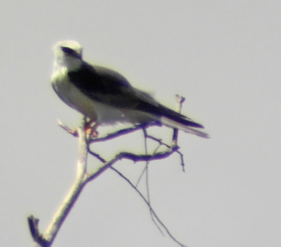 White-tailed Kite - Steven Mlodinow