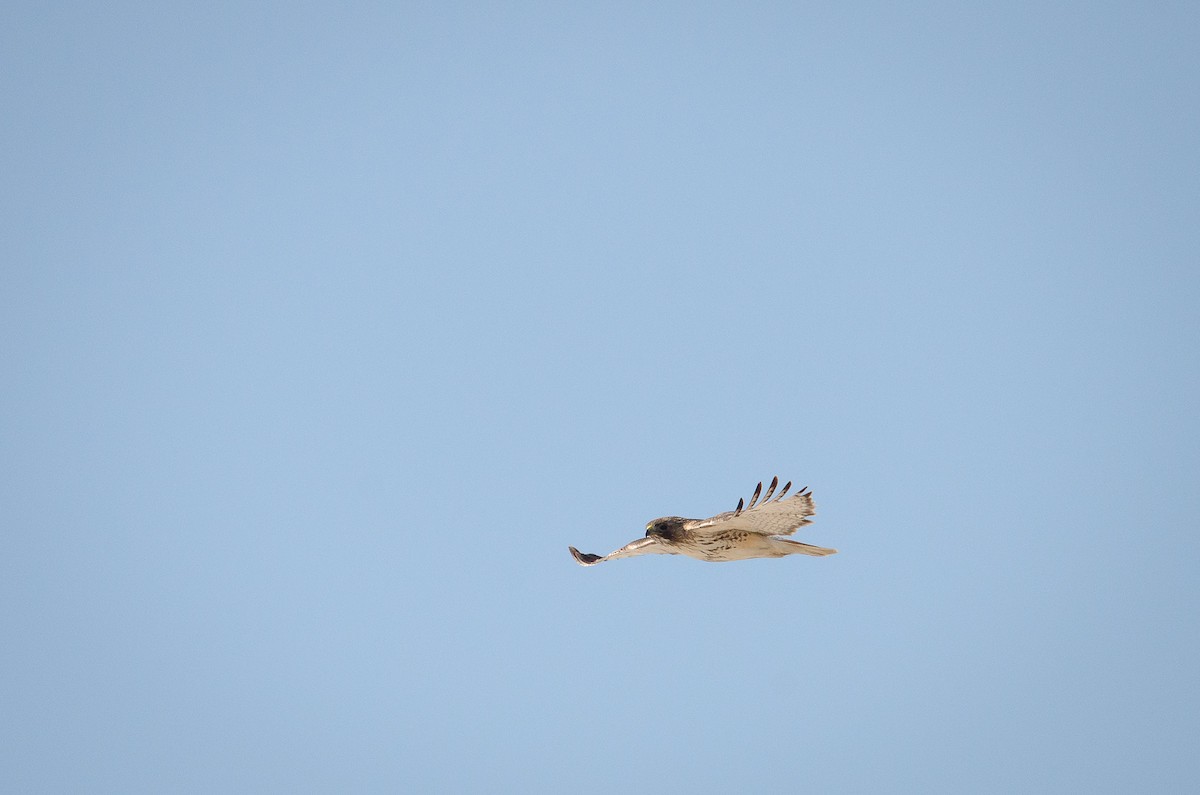 Red-tailed Hawk - Iain Rayner