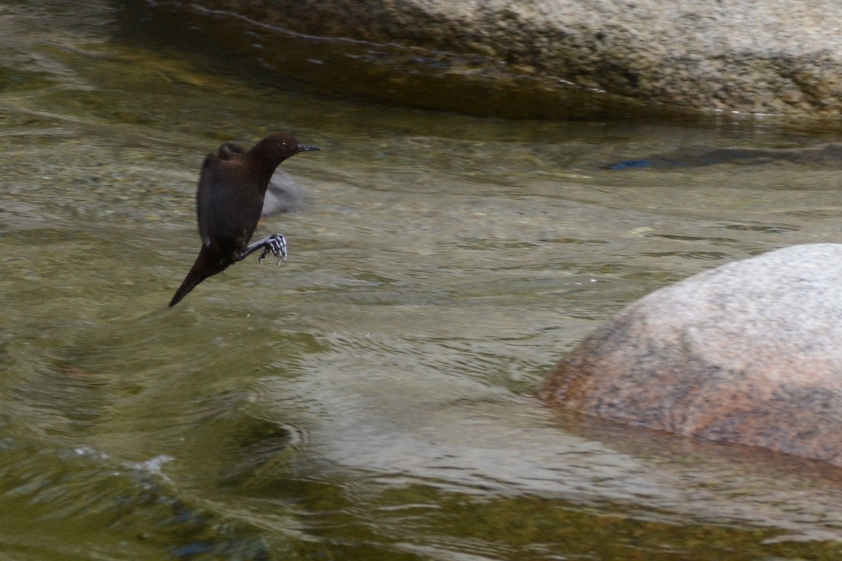 Brown Dipper - Cathy Pasterczyk