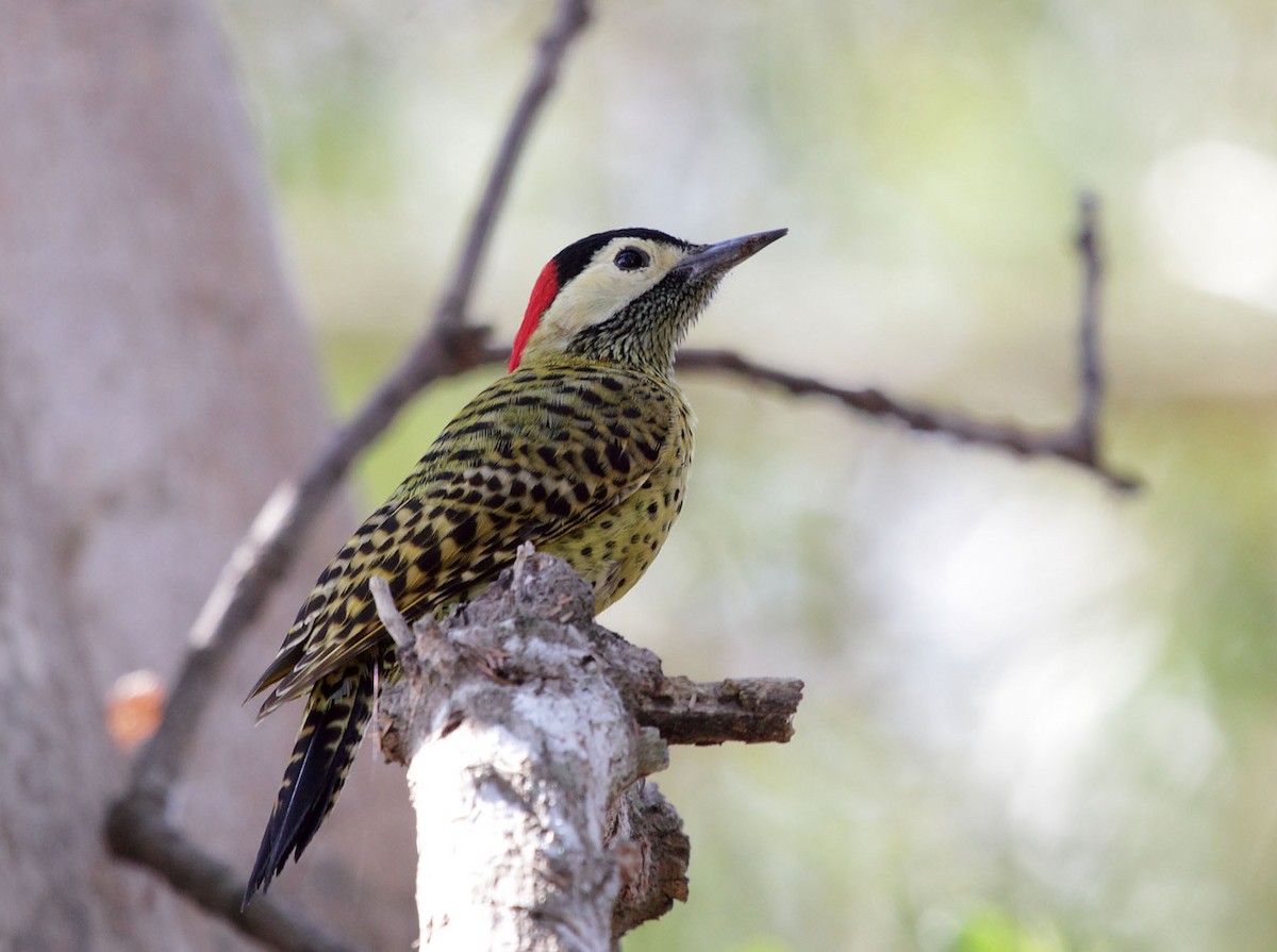 Green-barred Woodpecker - ML123785711