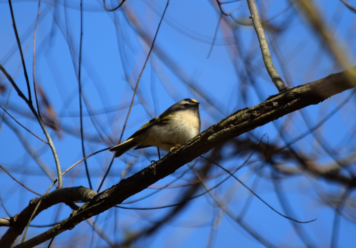 Golden-crowned Kinglet - Anne Mytych