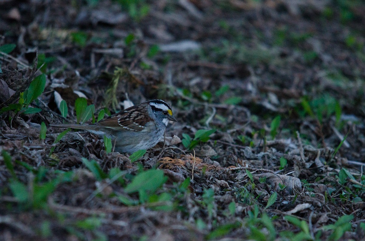 White-throated Sparrow - Iain Rayner