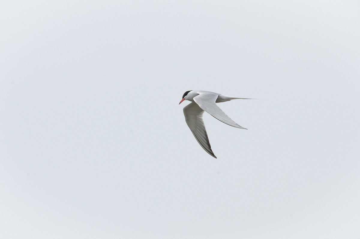 Common Tern - Iain Rayner
