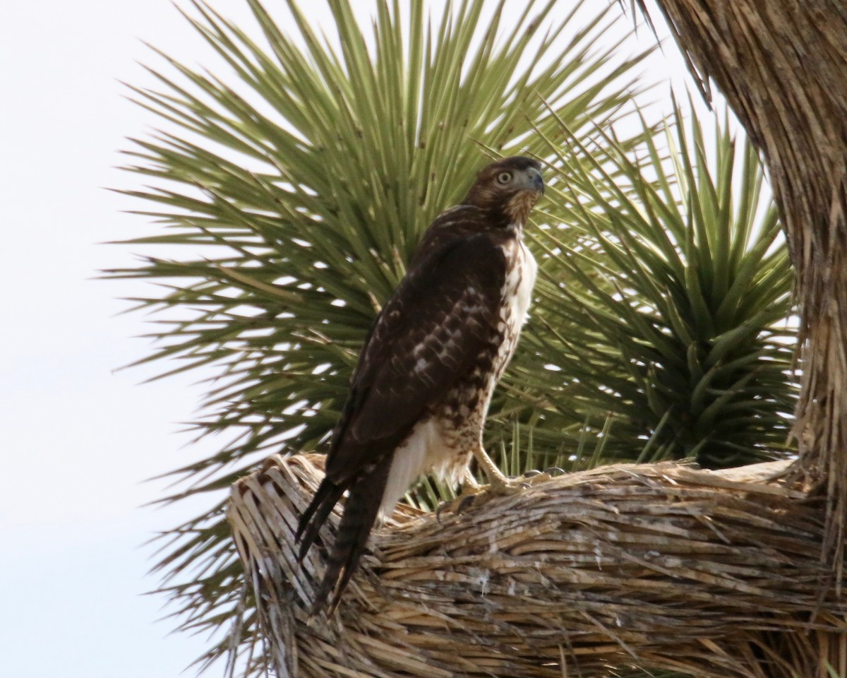 Red-tailed Hawk - ML123789201