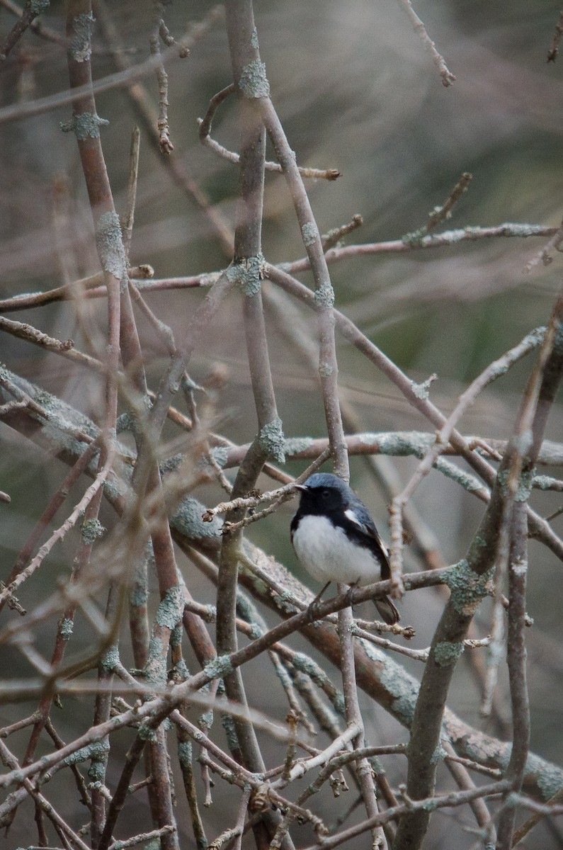 Black-throated Blue Warbler - Iain Rayner