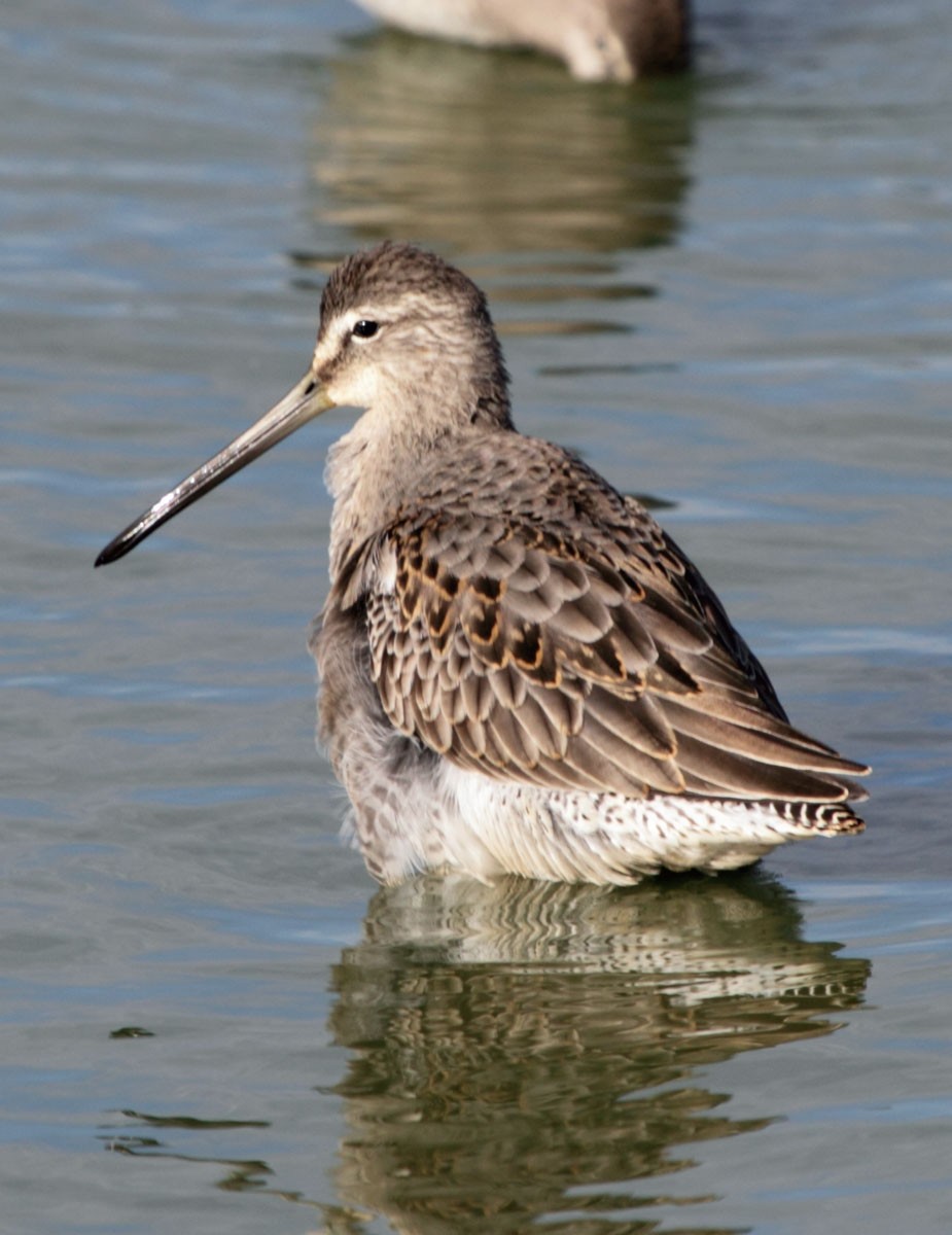 Long-billed Dowitcher - Myles McNally