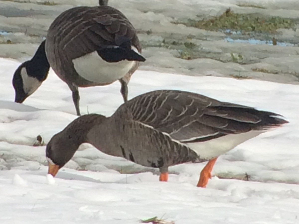 Greater White-fronted Goose (Greenland) - Tina Green