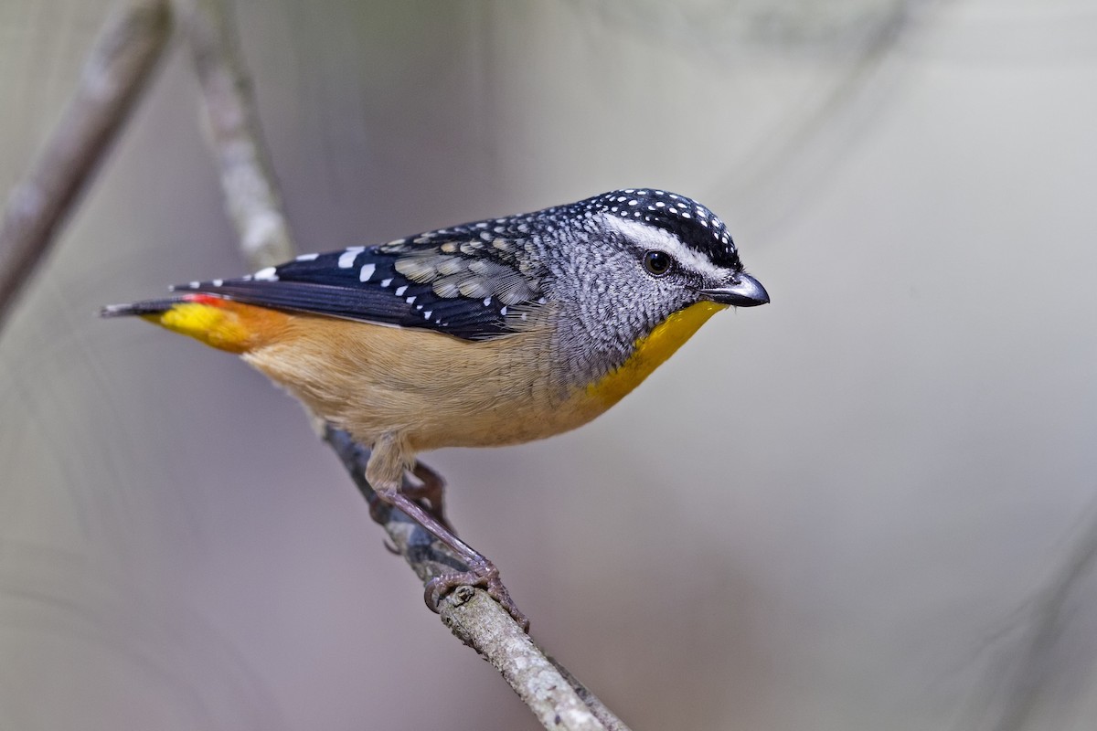 Spotted Pardalote - Mat Gilfedder