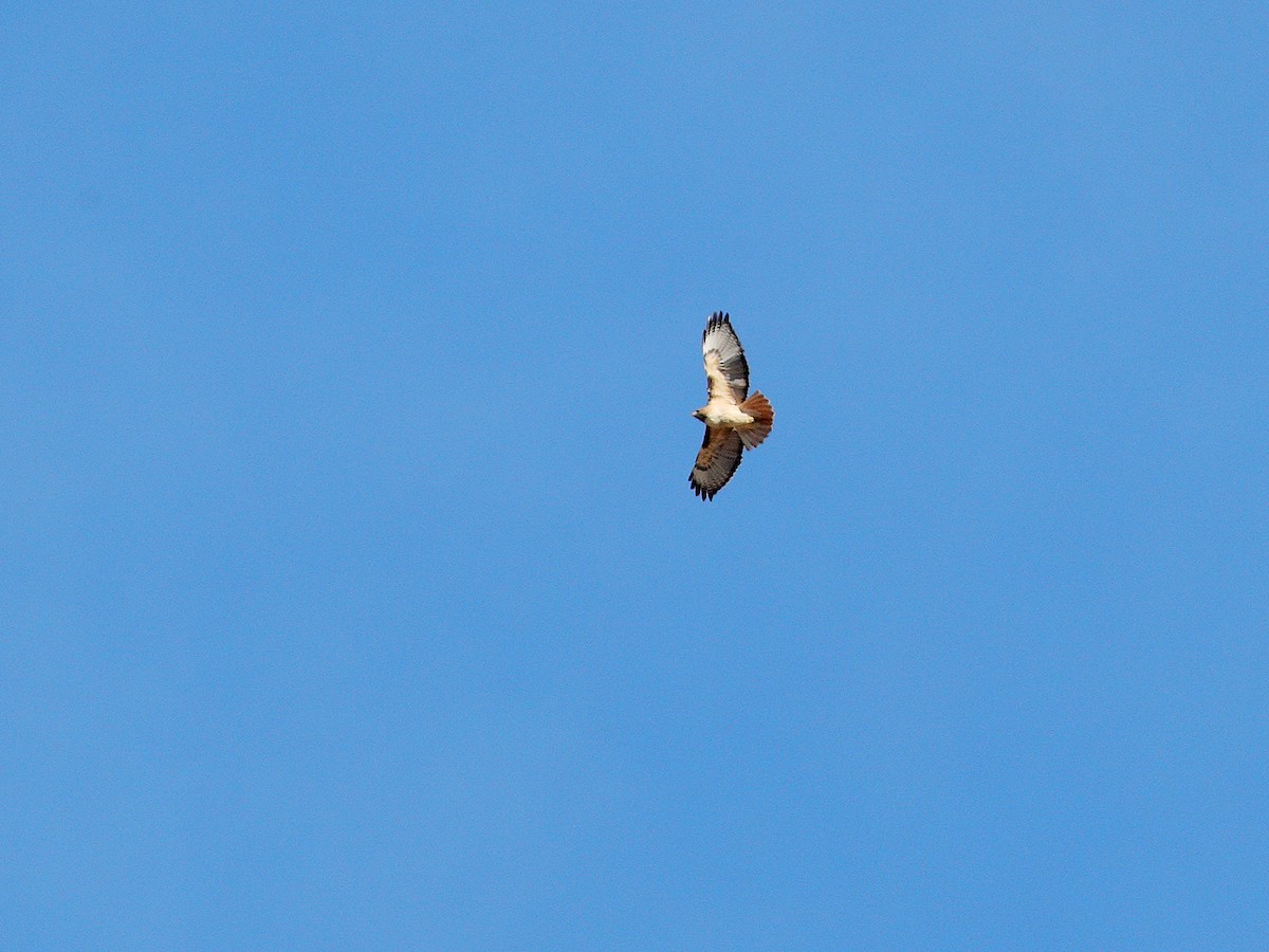 Red-tailed Hawk - ML123797031