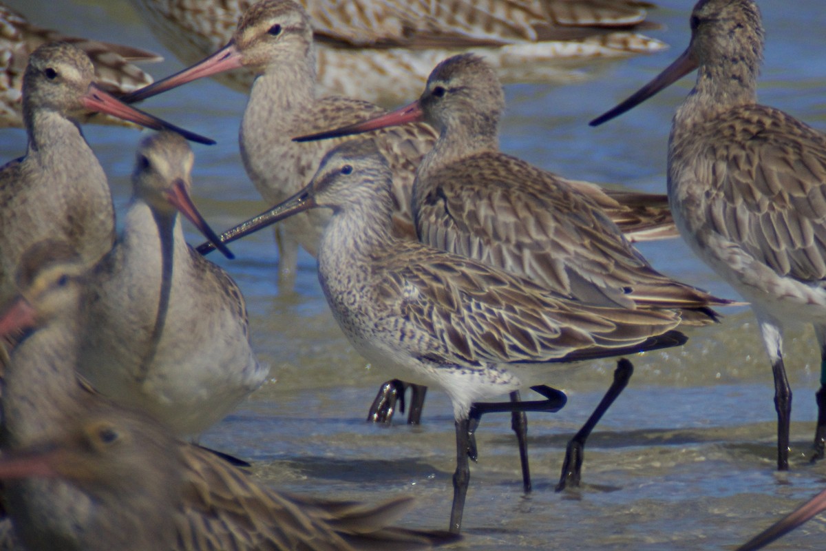 Asian Dowitcher - ML123802061
