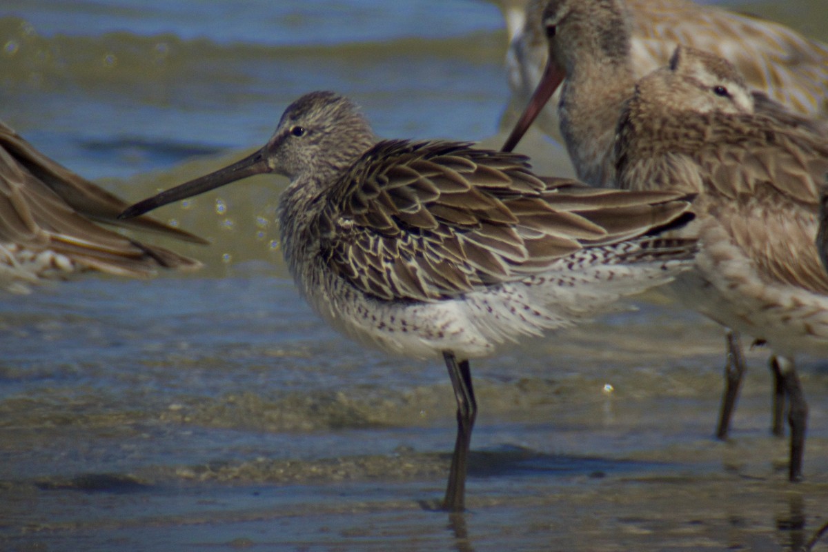 Asian Dowitcher - ML123802071