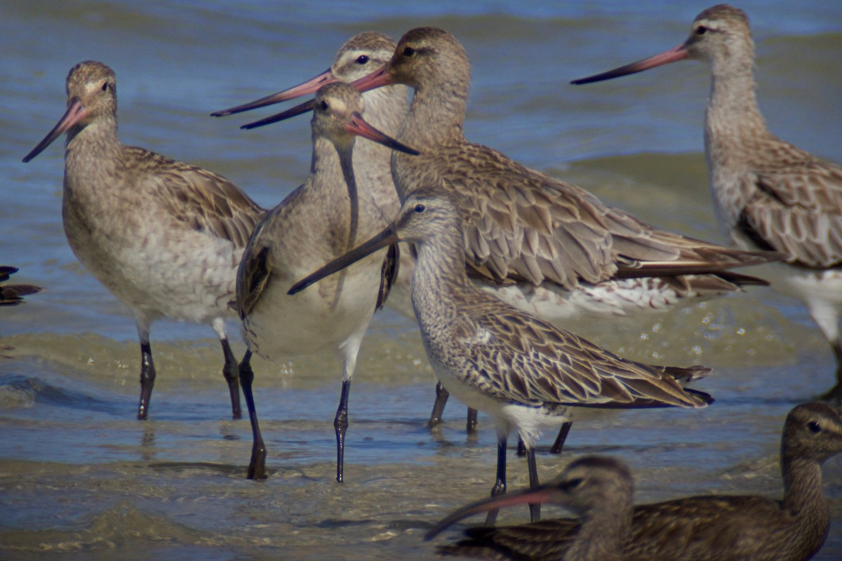 Asian Dowitcher - ML123802151