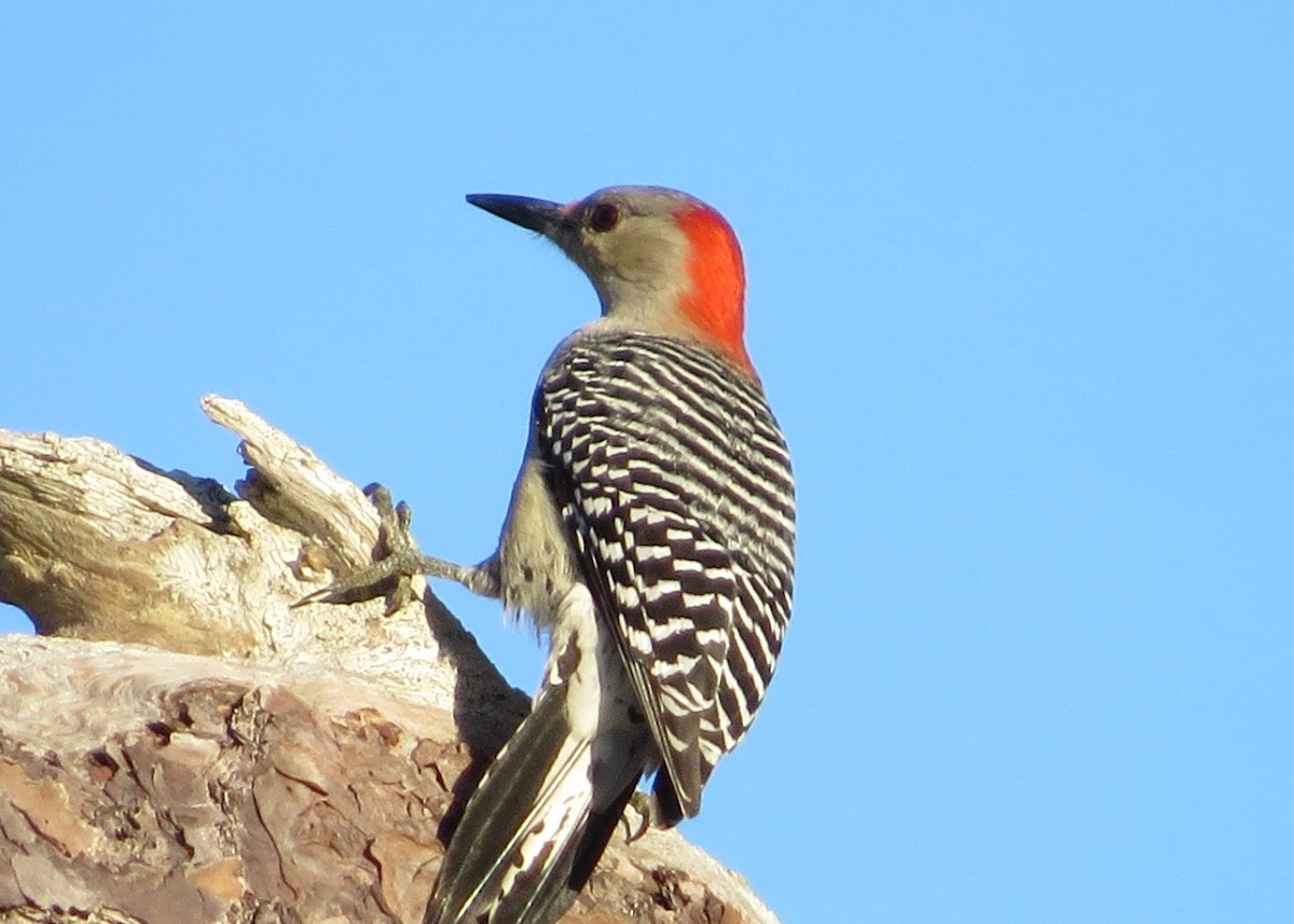 Red-bellied Woodpecker - ML123810521