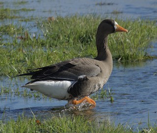 Greater White-fronted Goose, ML123812691