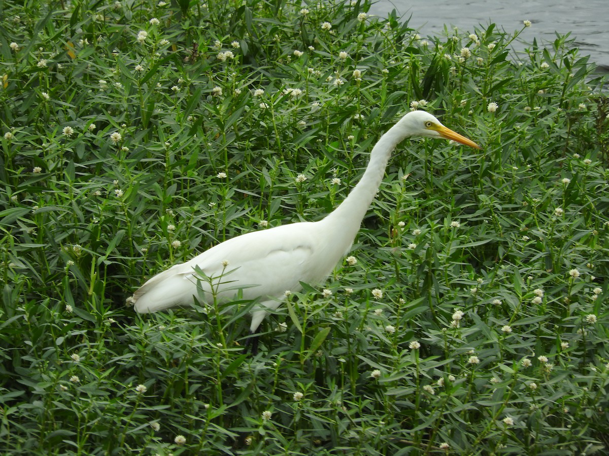 Medium Egret - Jay Govind