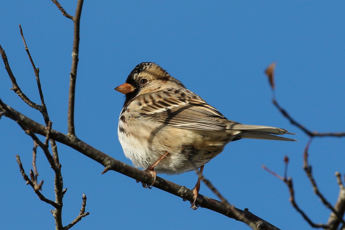 Harris's Sparrow - Blair Dudeck