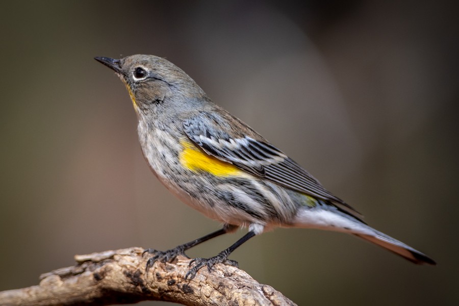 Yellow-rumped Warbler (Audubon's) - ML123821121