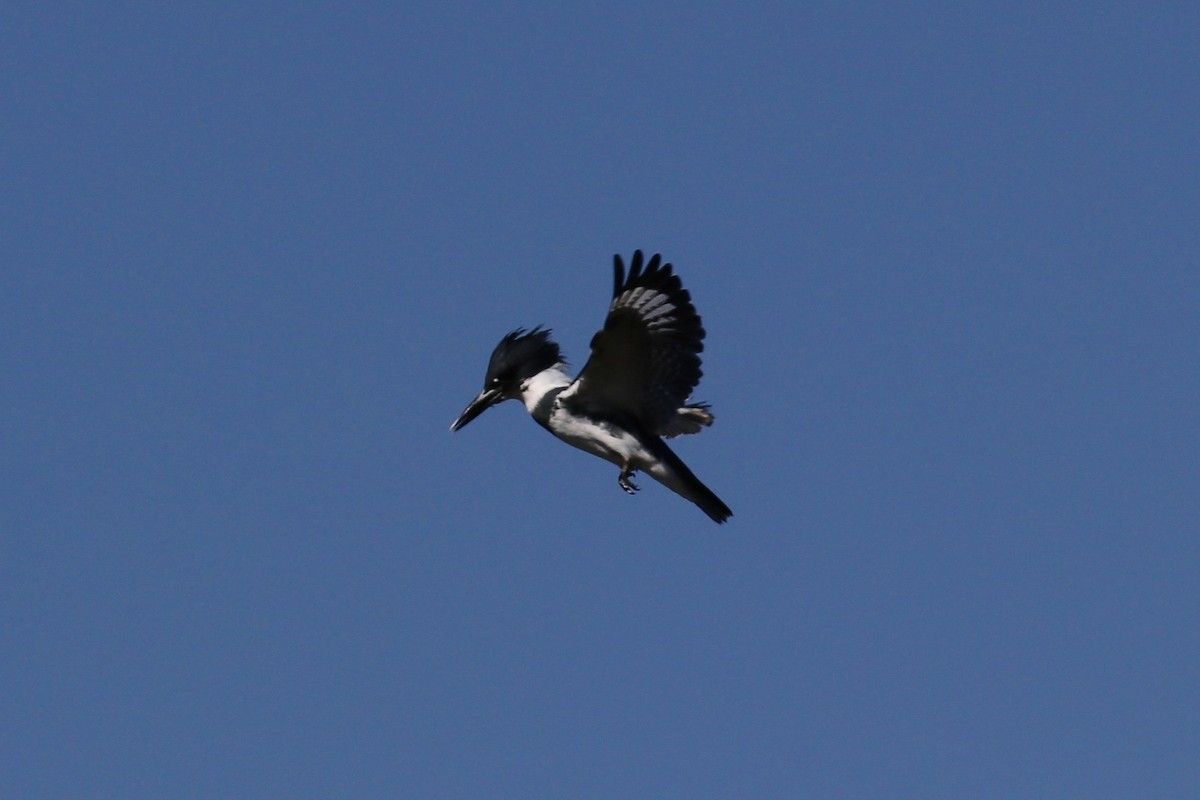 Belted Kingfisher - Ronald Newhouse