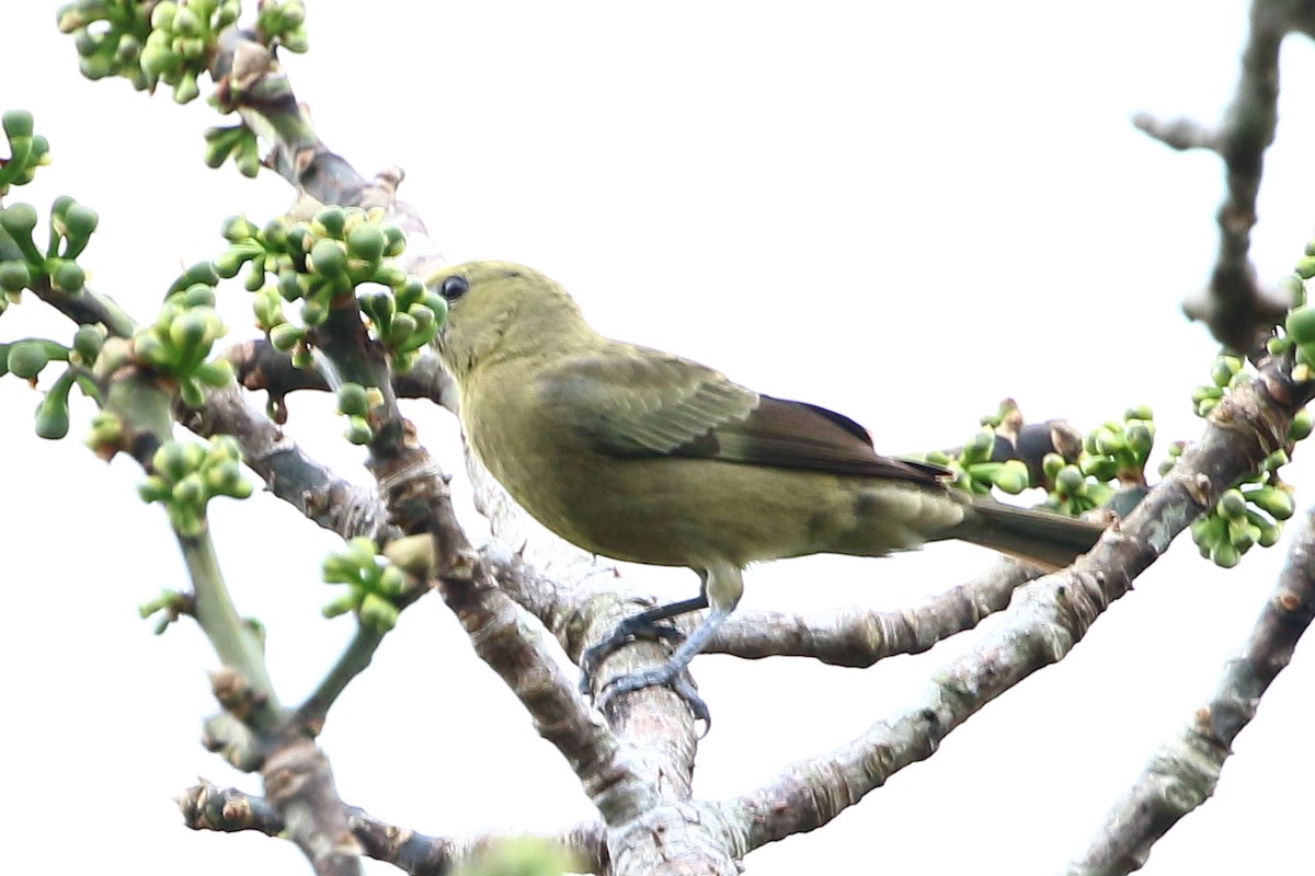 Palm Tanager - ML123824101