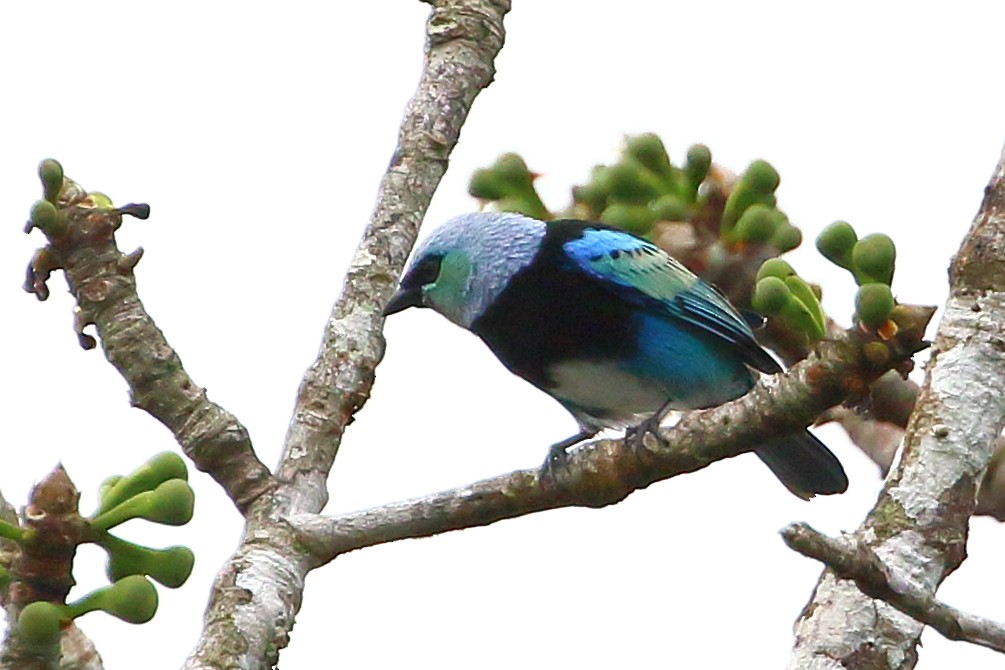 Masked Tanager - ML123825671