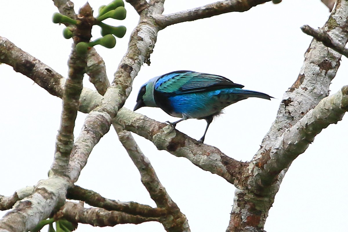 Masked Tanager - ML123825681