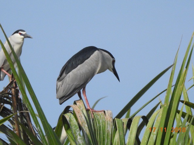 Black-crowned Night Heron - JEK YAP