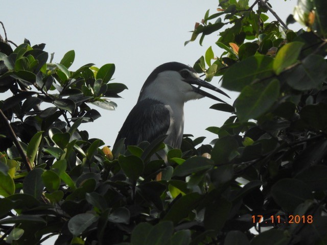 Black-crowned Night Heron - JEK YAP