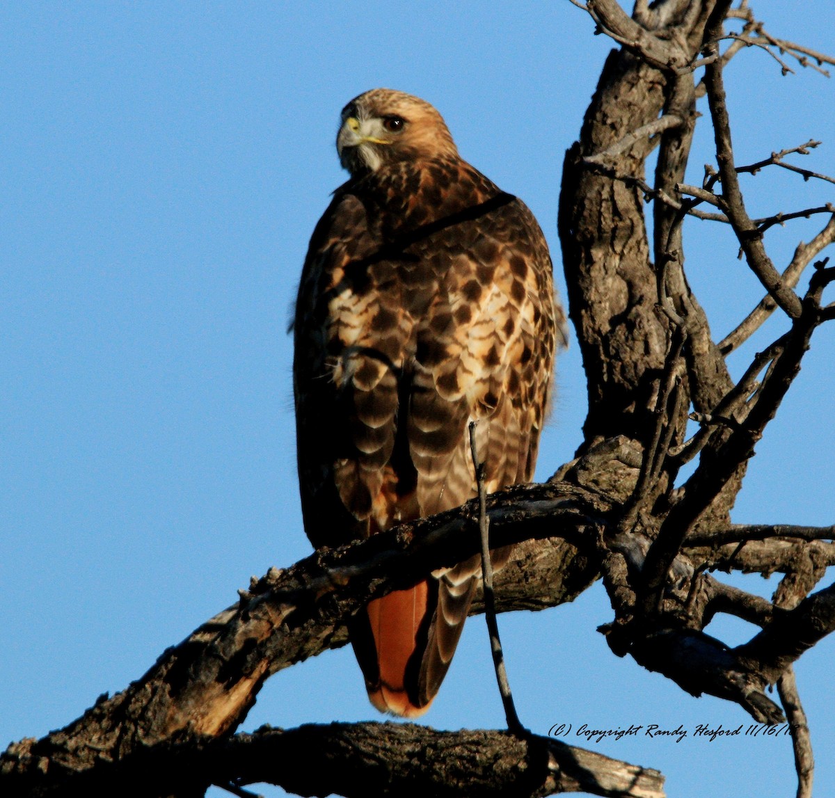 Red-tailed Hawk - ML123830751