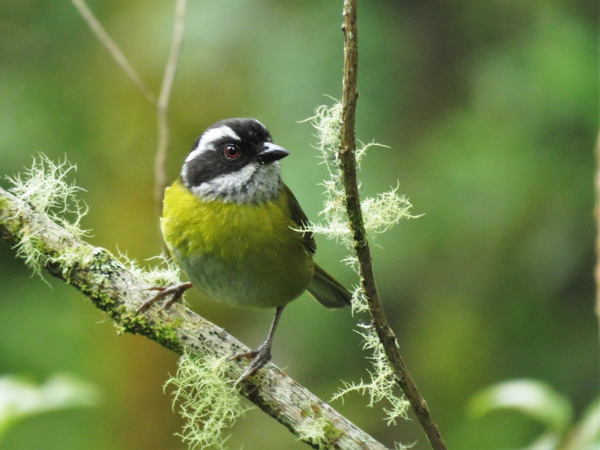 Sooty-capped Chlorospingus - ML123832691