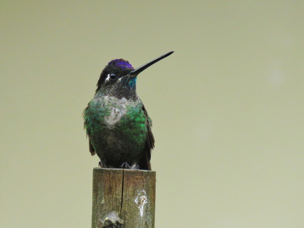 Talamanca Hummingbird - ML123833181