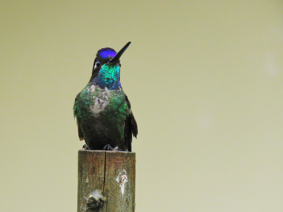 Talamanca Hummingbird - ML123833191