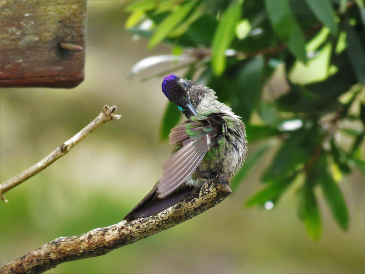 Talamanca Hummingbird - Mike  Hudson